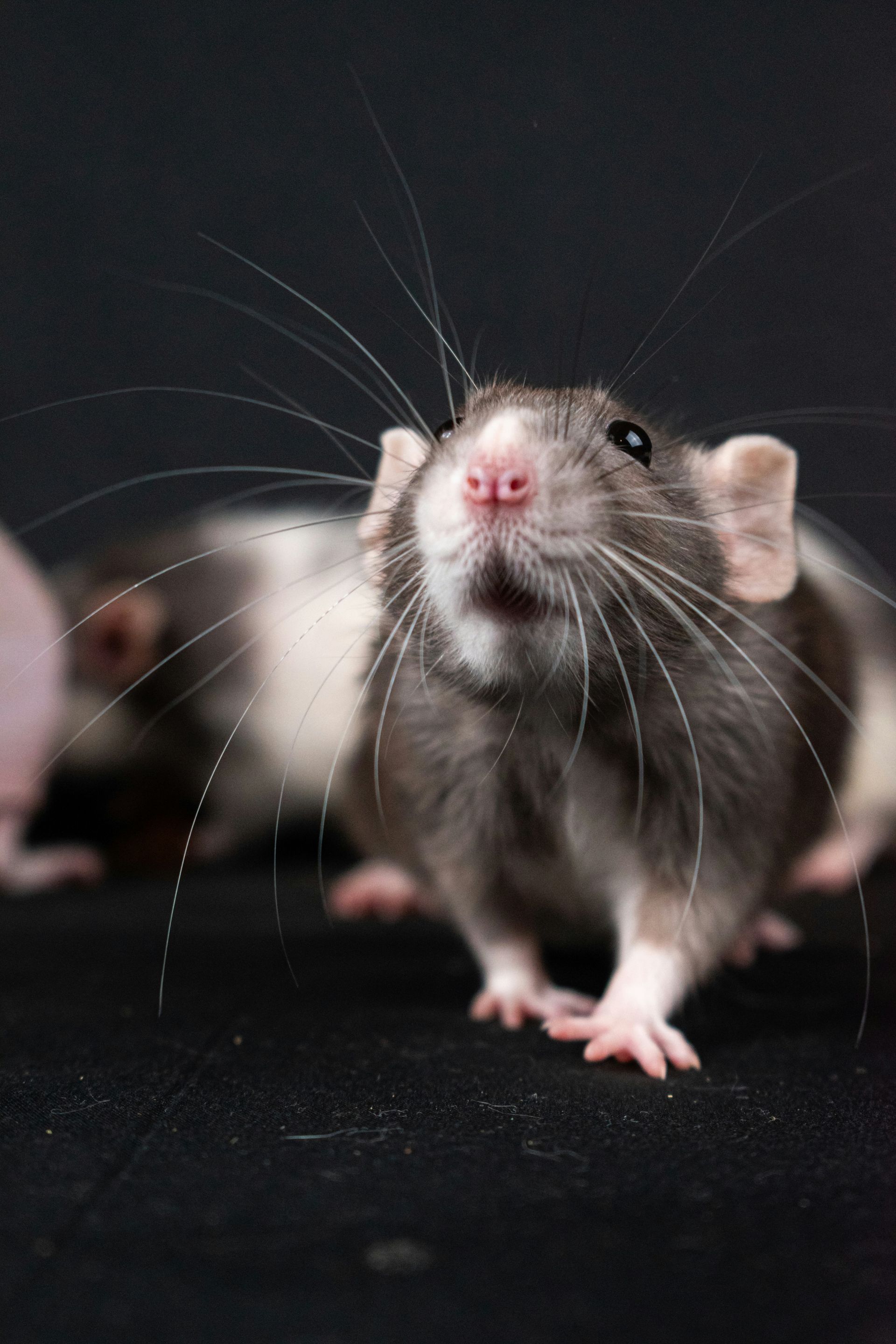a couple of mice sitting next to each other