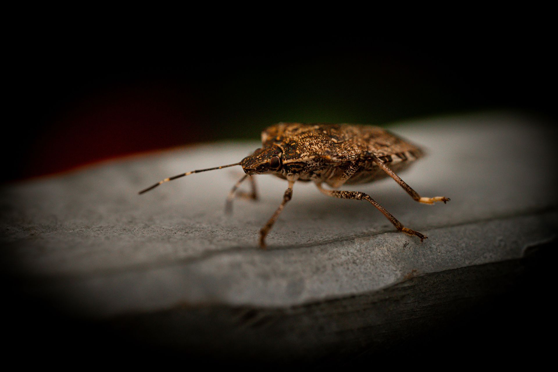 Detailed macro shot of a brown stink bug resting on a flat surface, highlighting textures.