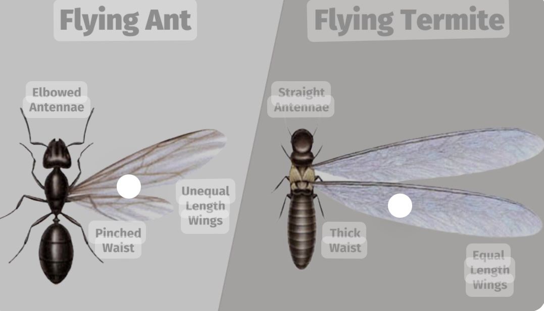 termite control info