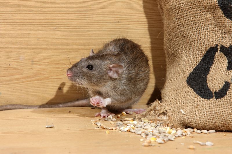 svc4a rodent control r1