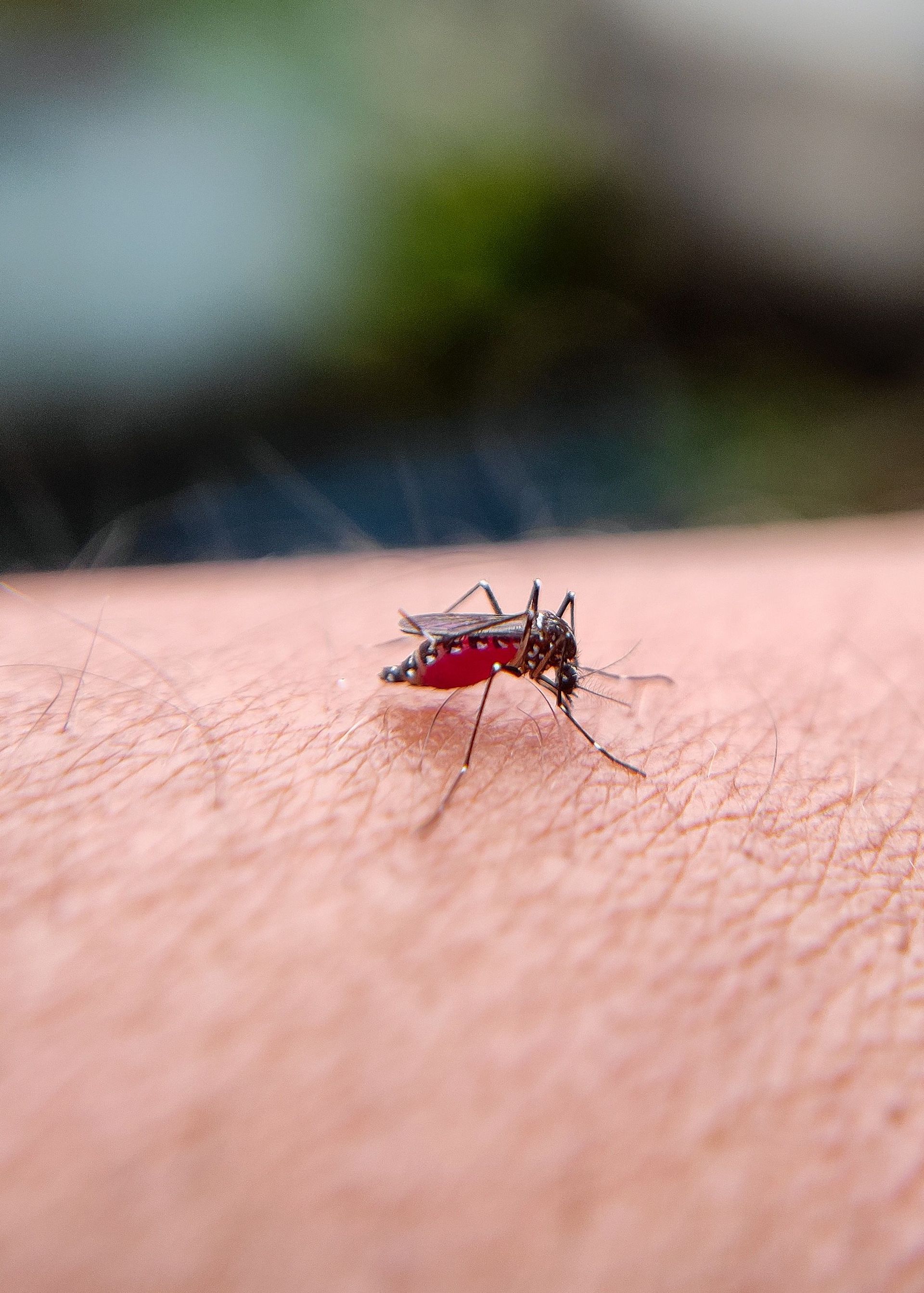 High-resolution close-up of a mosquito feeding on human skin, Bilaspur India.