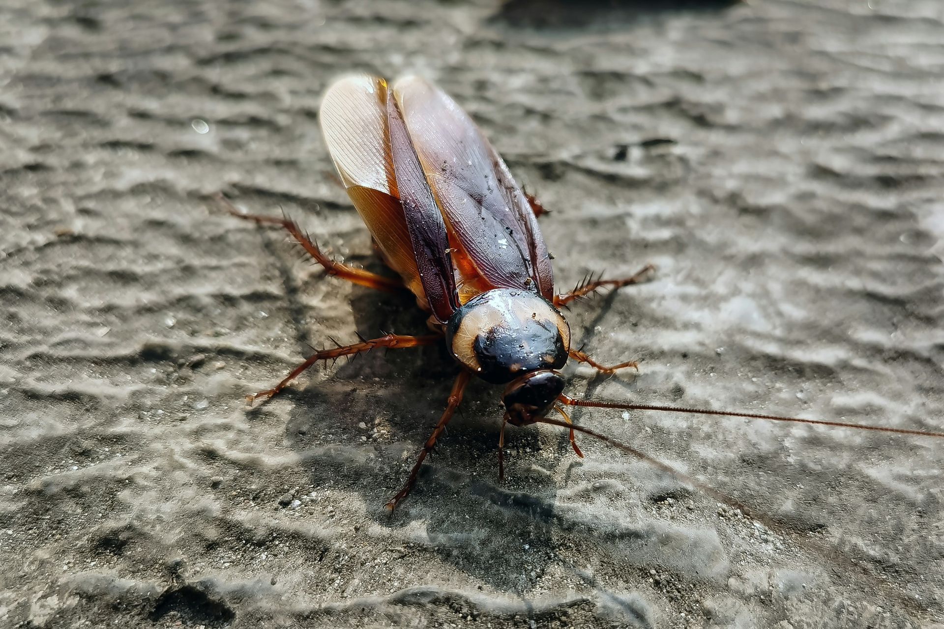 A cockroach crawls on a textured gray surface