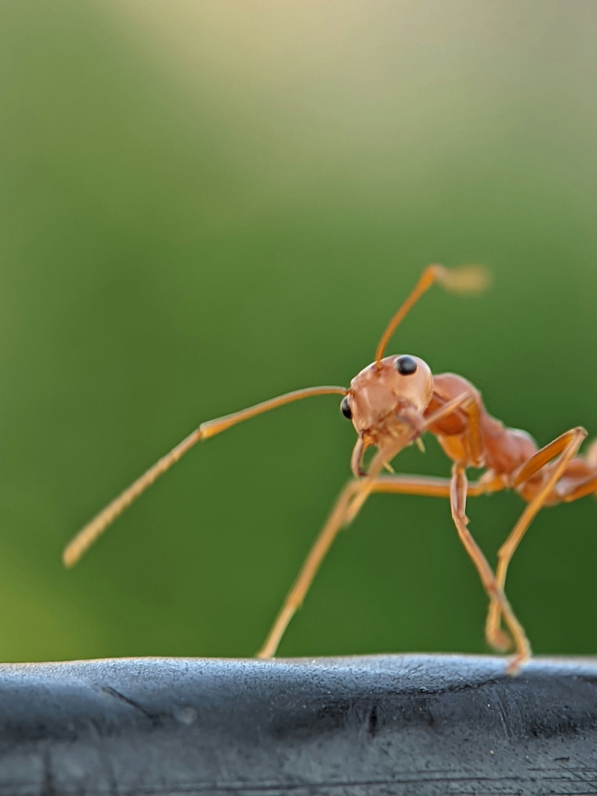 A close-up of an ant with green blurred background