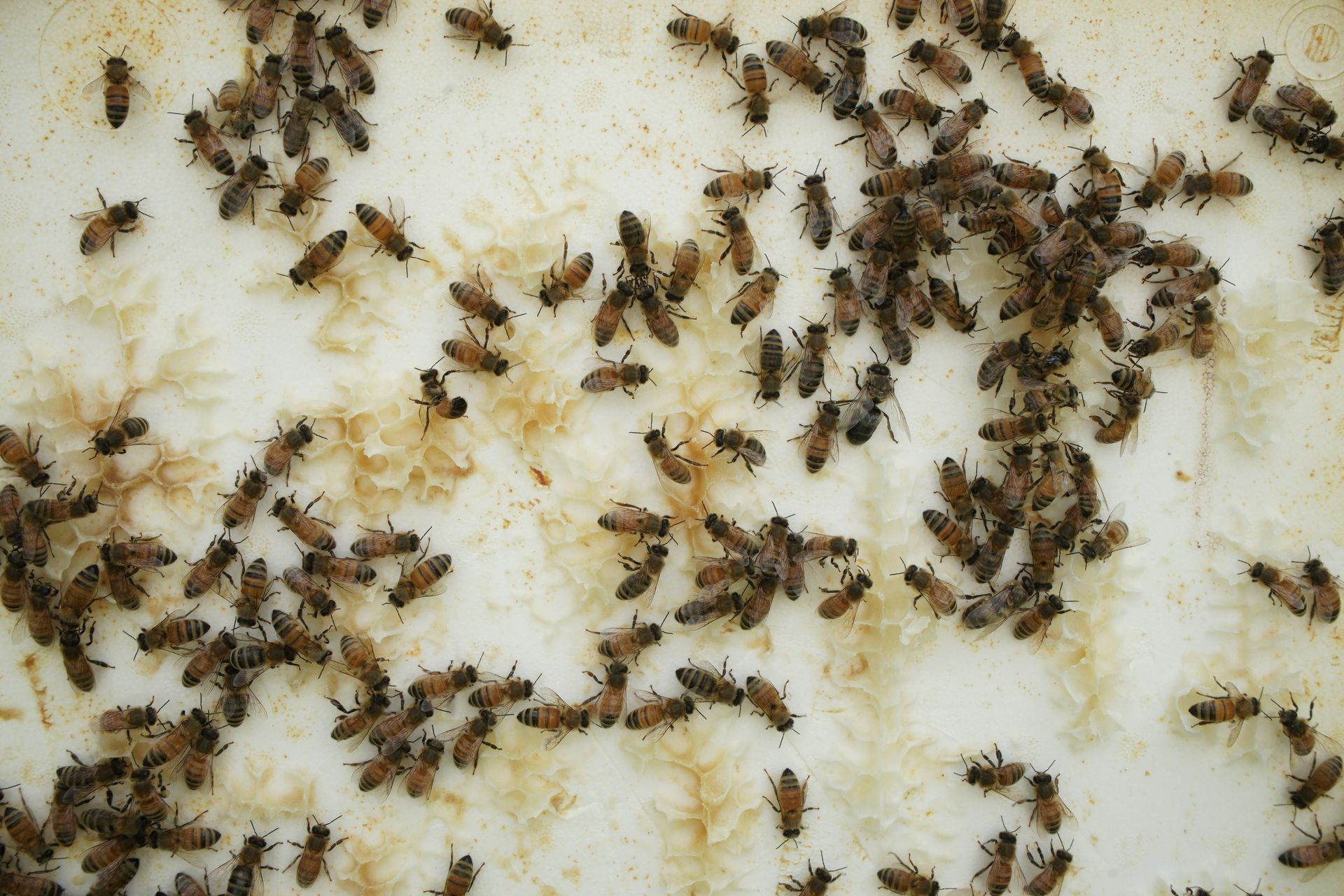 Numerous small insects cover a light surface with brown residue