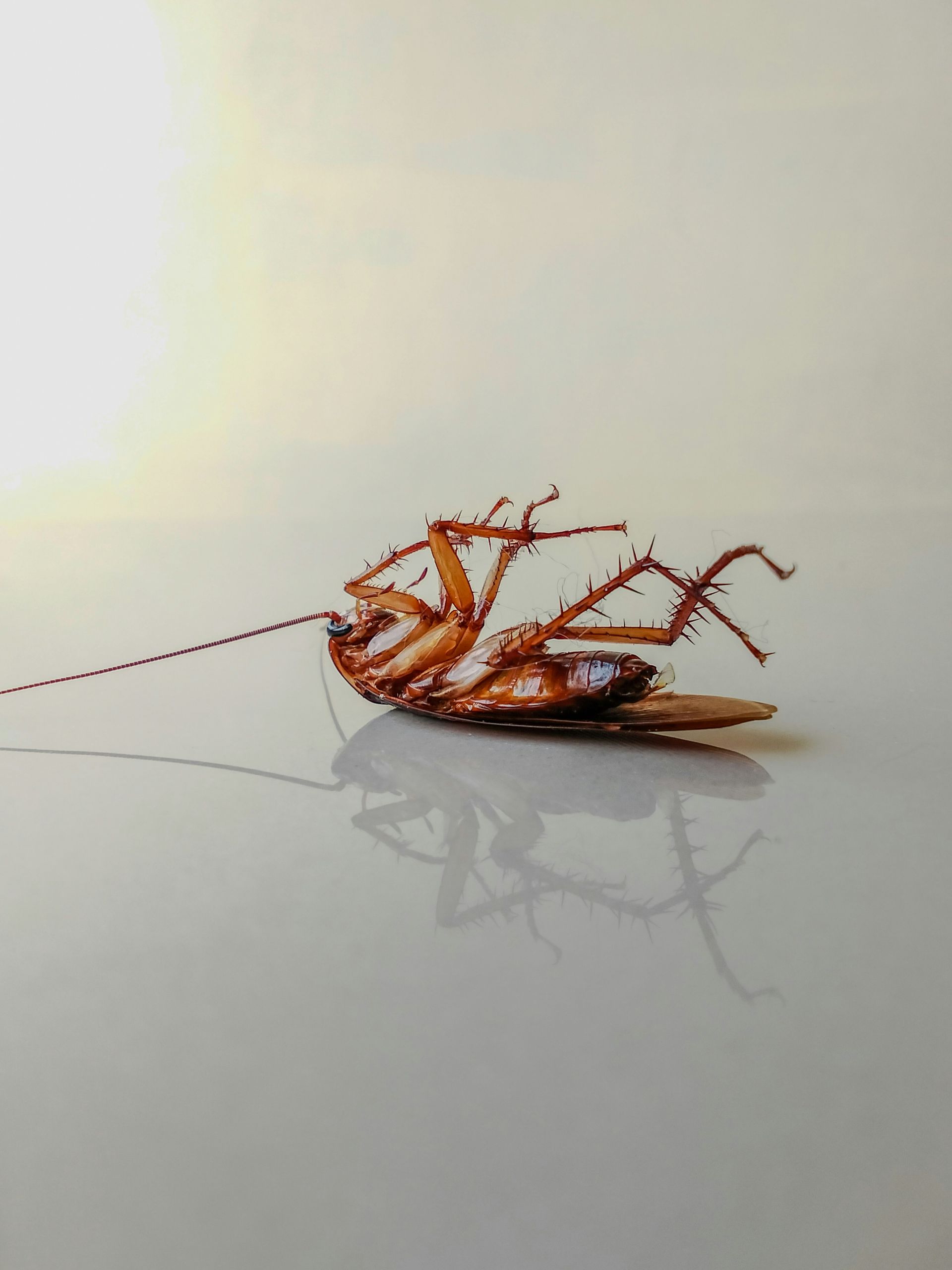 A dead cockroach on its back