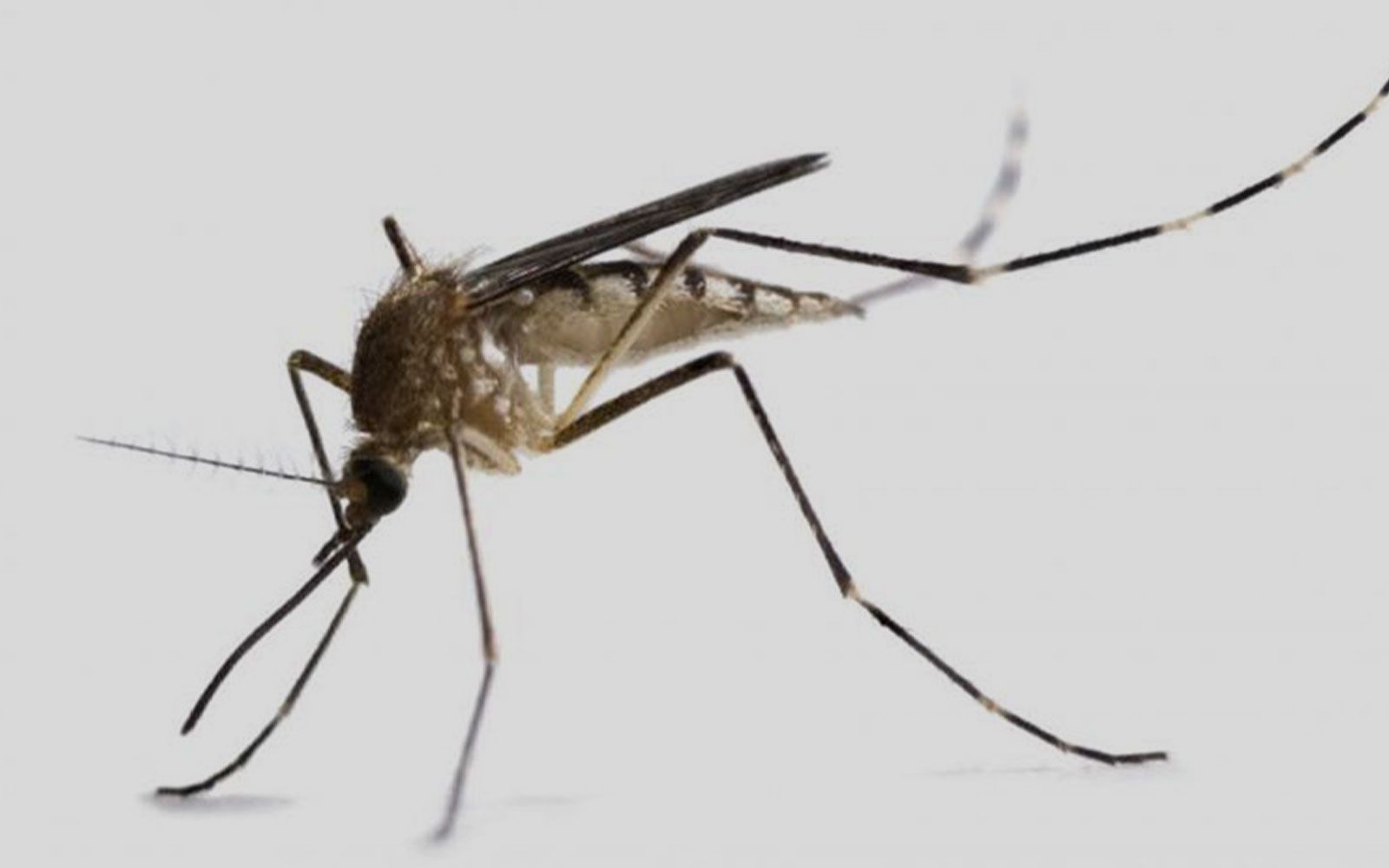 svc5b mosquito control