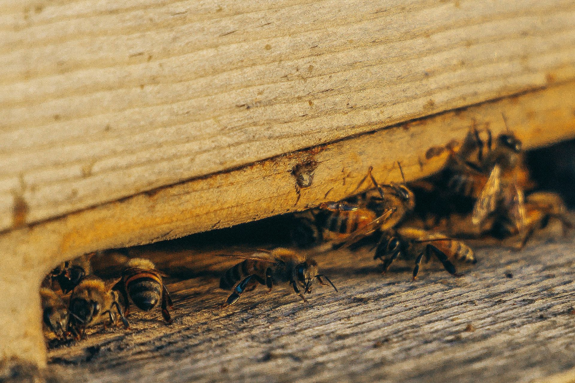 group of bees