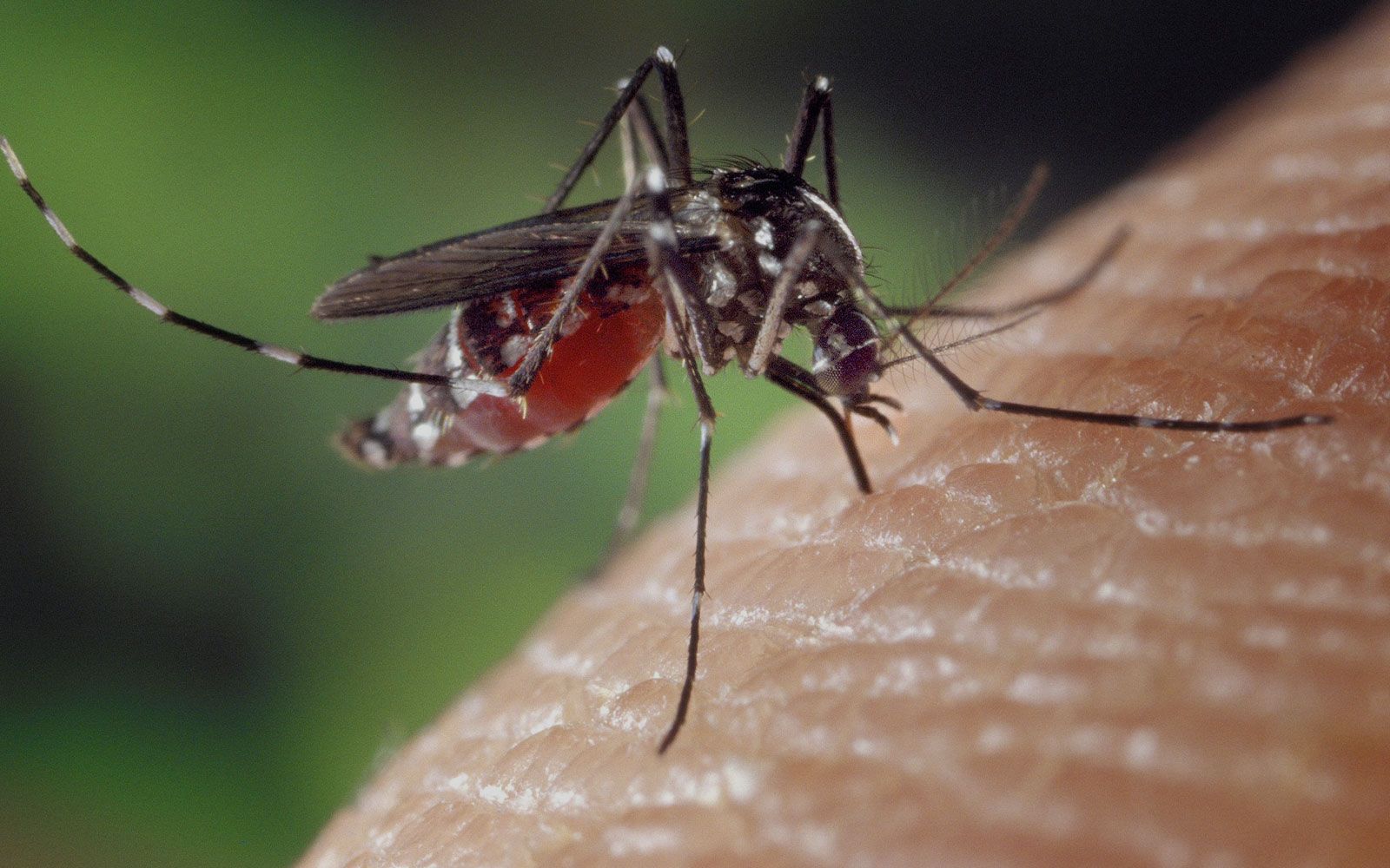 svc5a mosquito control