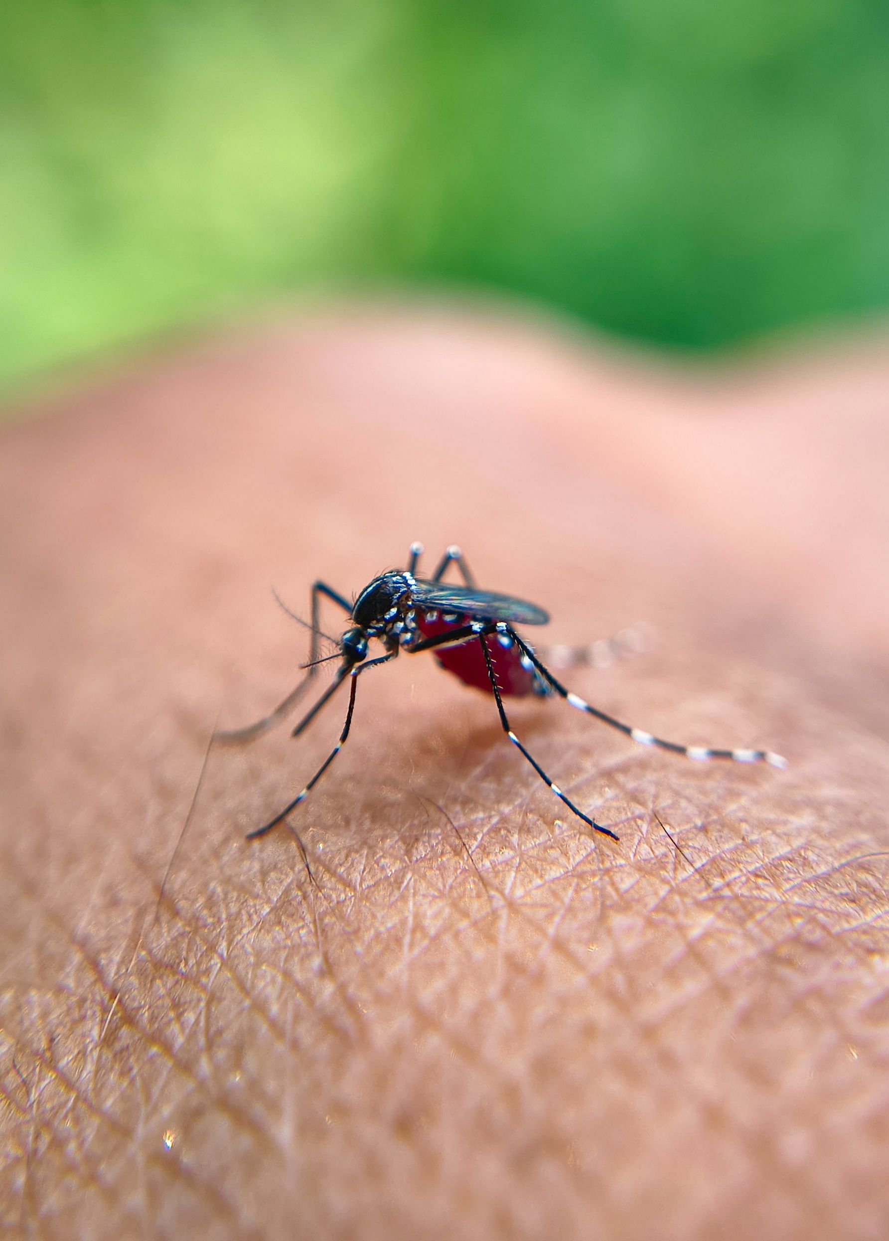 Close-up macro photograph of a mosquito sucking blood from human skin, illustrating vector-borne disease risk.