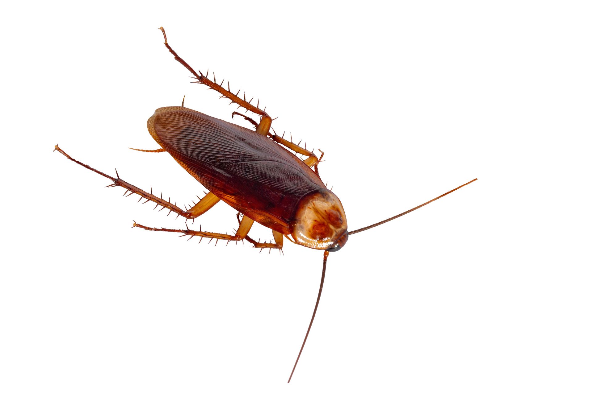 svc1a pest control r1