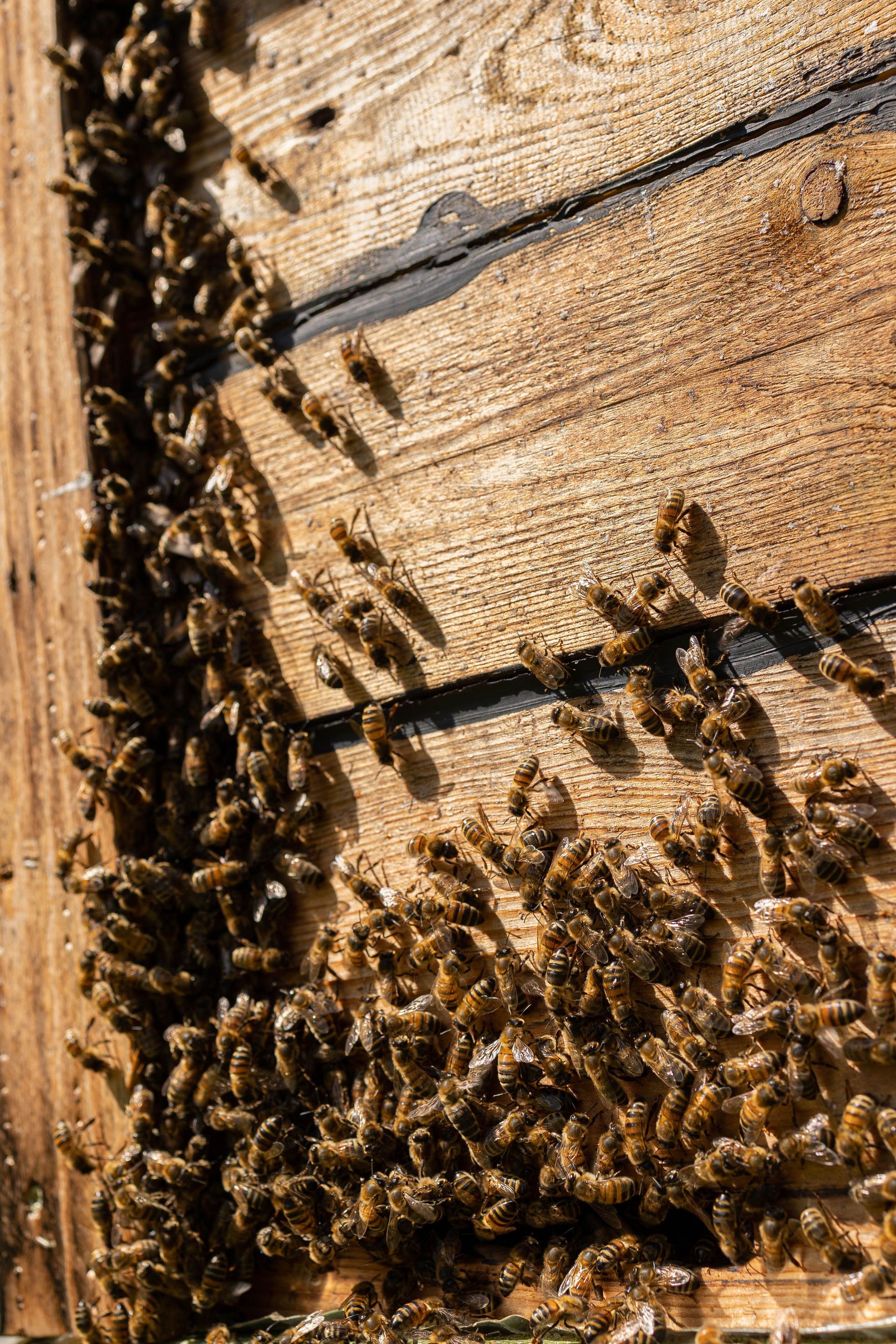 Close-up of a swarm of bees on a wooden beehive in natural sunlight.